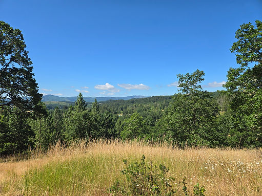 YOCO Trees and Grass.jpg