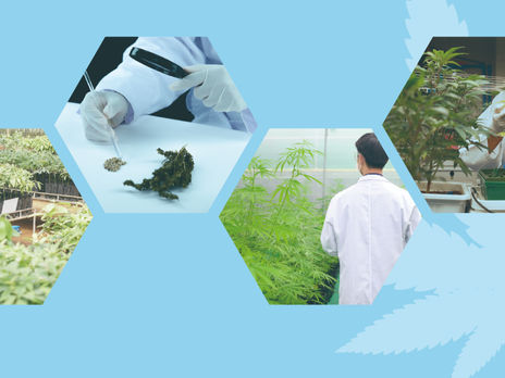 안동시 대마산업 육성 종합계획 수립 용역