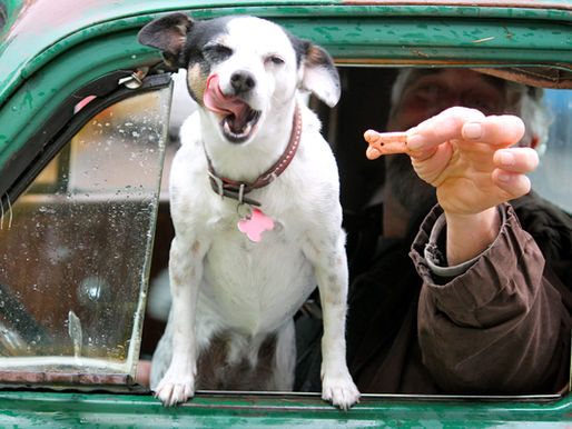 Dogs of the Dump 2019