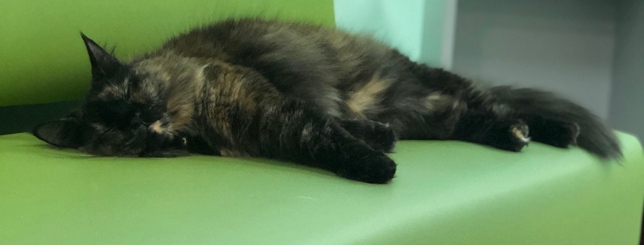 cat on chair
