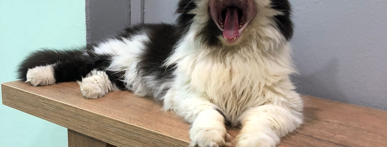 cat 
