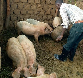 frogpigs.jpeg