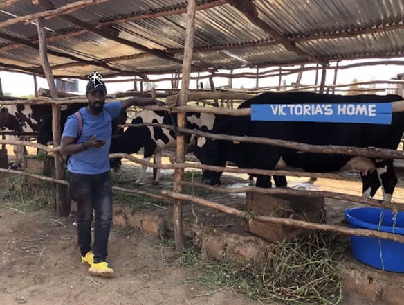 cows3.jpeg