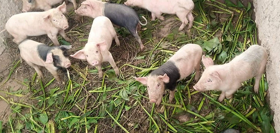 pigs2.jpeg