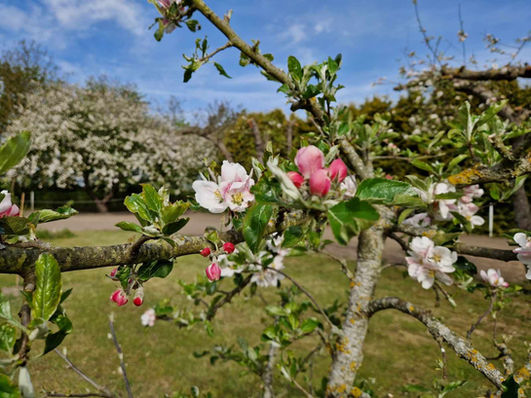 Naturophold i Tiny House eller anneks hos Stevns Guesthouse Bed and Breakfast