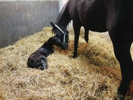 Nyt føl på hundevenlig bondegård, bondegårdsophold