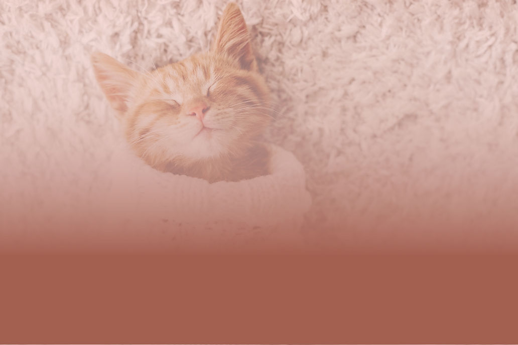 Cat Being Cozy_edited.jpg