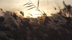 Şeker Dolu Sokaklar