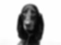 IMG_8726.jpeg