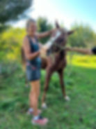 Mom adjusting a horse (September 2024). I was shadowing mom before locuming for her practice while she went off with Dad to explore the world. 