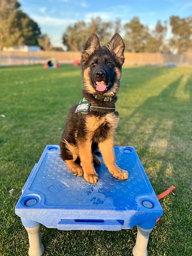 chiropractic puppy.jpg