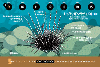 トックリガンガゼモドキ