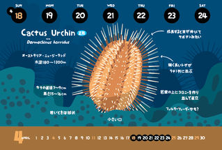 Cactus Urchin
