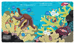 サンゴをまもる