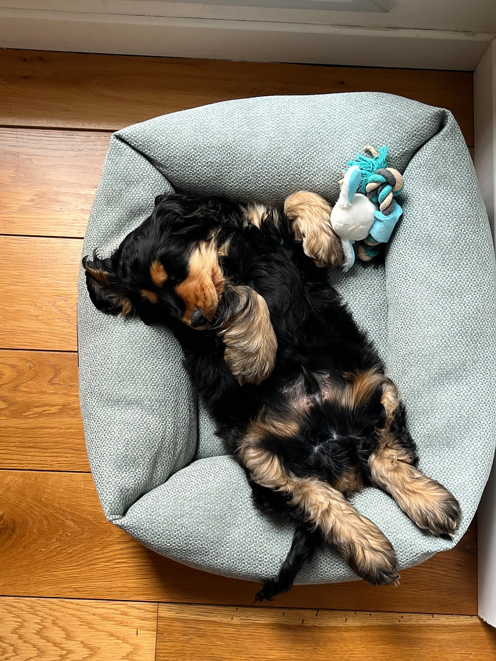 Syrinx, le lendemain de son arrivée!