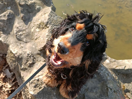 Pawsy_dogsitting_signauxd'apaisement_chien.