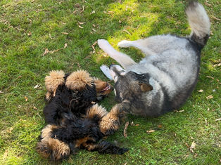 Pawsy_dogsitting_sociabilisation_chien.