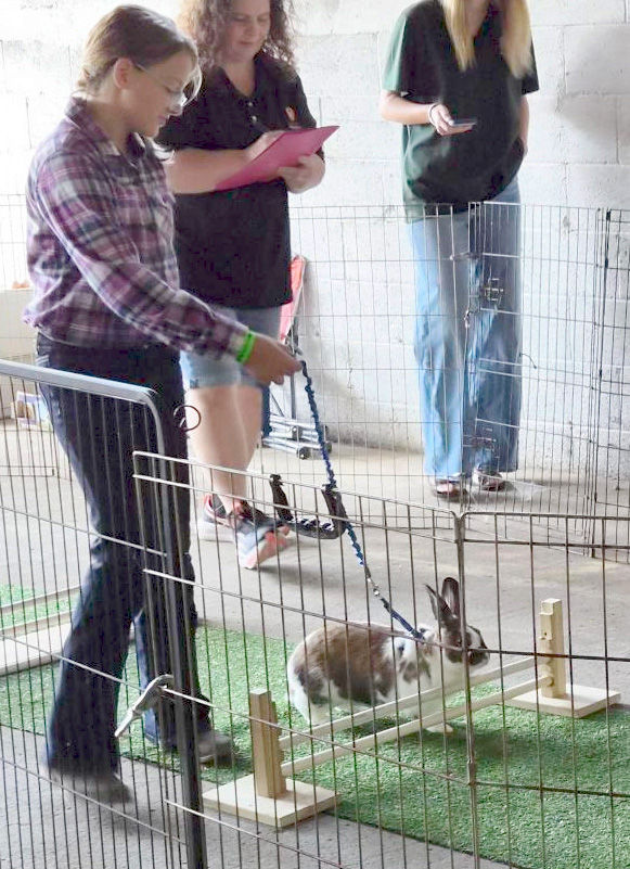 Shania Casper encouraging her rabbit to jump over the hurdle at the Rabbit Hopping Competition at the Dunn County Fair | Photo by Sam Stephens