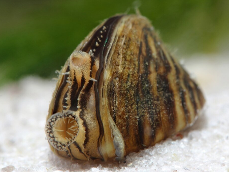 Zebra Mussels found in Lake Menomin