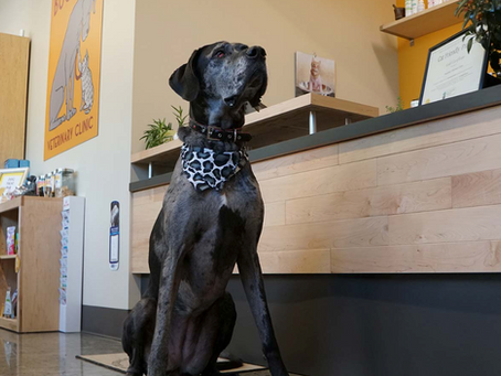 Designing Veterinary Clinics for Both Pets & People in Portland