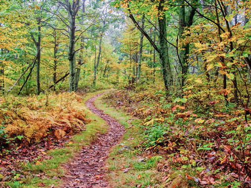 Valid Mold Info Sources Online