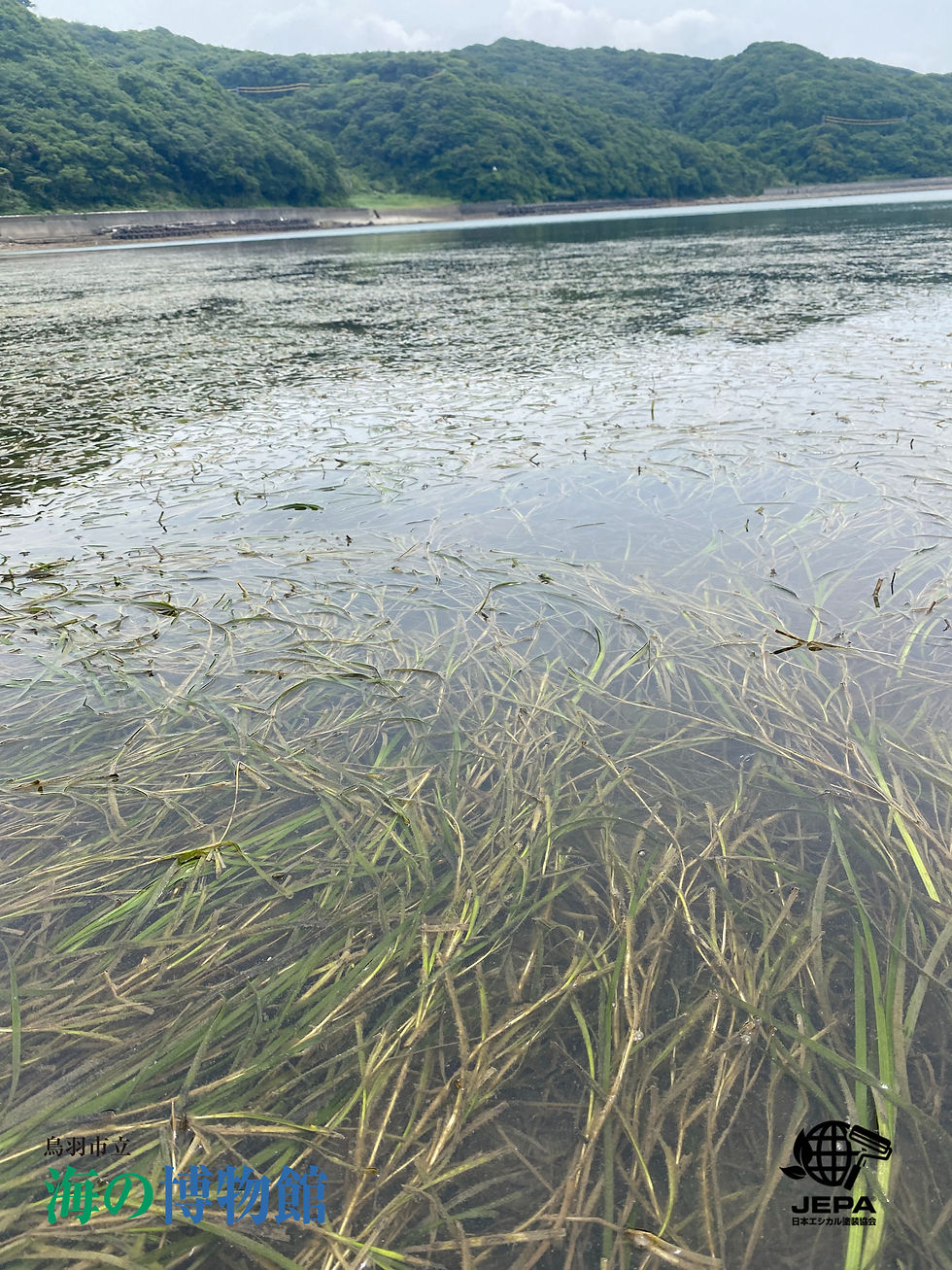 透明な水面に水草が揺れ、奥に緑の山並みと静かな湖岸が広がる、穏やかな自然風景。