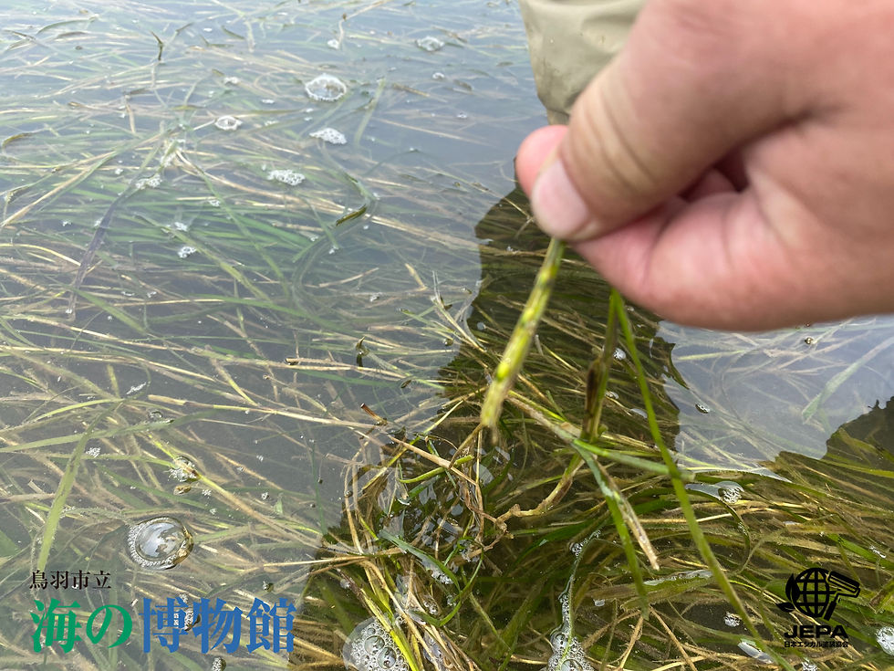 浅い水中で手が水草をつまみ上げている様子。透明な水面に草が広がり、気泡が浮かぶ静かな屋外風景】【。