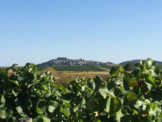 Pouilly Fume, Sancerre Frost Damage Too Early to Assess, BIVC's Roumet Says