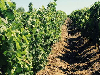 Bordeaux Holds Steady at 50% of Liv-ex March Trade