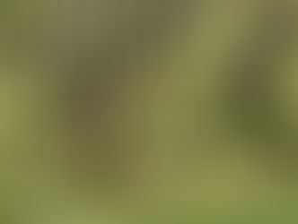 Bordeaux Vineyards Experience Warmer Than Average Temperatures in April