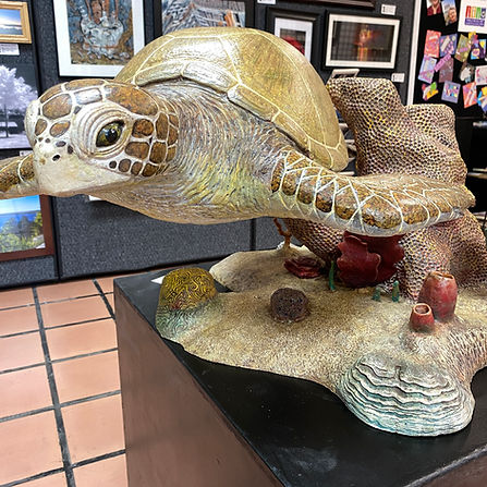 B David Duncan Sea Turtle