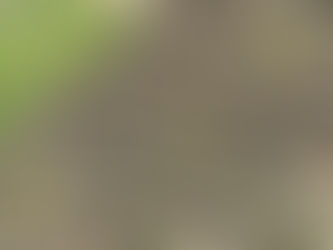 1912년 종로구 봉익동 서울 문화유산 시굴조사 표본조사 지표조사 발굴조사를 위한 기초조사