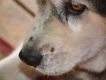 14 August 2021 – The Max, Tranquilla 2, Eddy Creek, KY