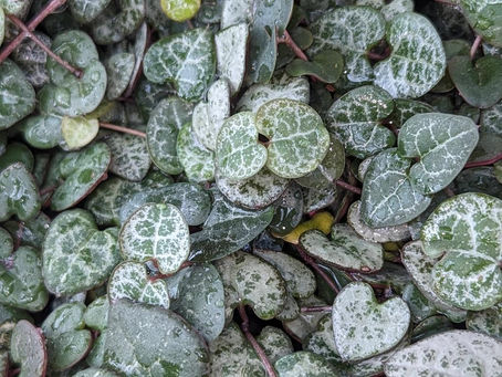 25 June 2025 – Tybee – Miksang – Flowers