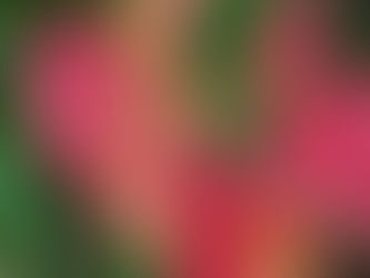 19 June 2021 – “Flowers… are a proud assertion that a ray of beauty out values all the utilities in the world.” – Ralph Waldo Emerson, Tybee Island, Ga.