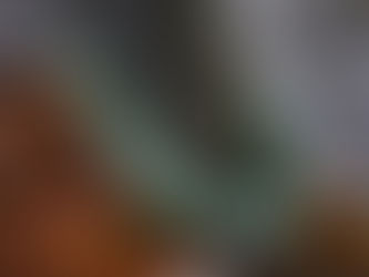 1 February 2021 – Necklace of the Past – I Would Have Given You Emeralds, Tybee Island, Ga