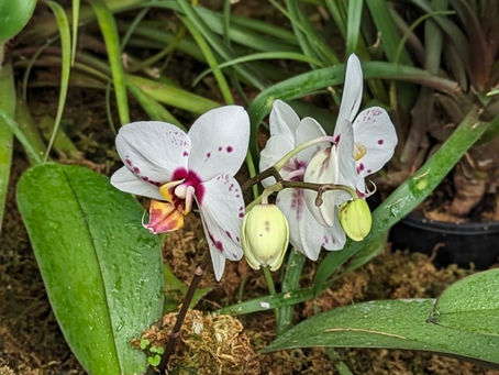 29 June 2025 – Tybee – Miksang – Flowers