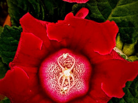 24 June 2025 – Tybee – Miksang – Flowers