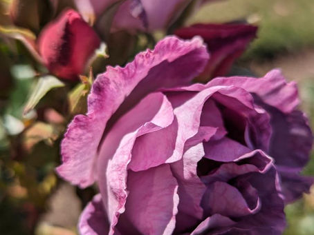 22 June 2025 – Tybee – Miksang – Flowers