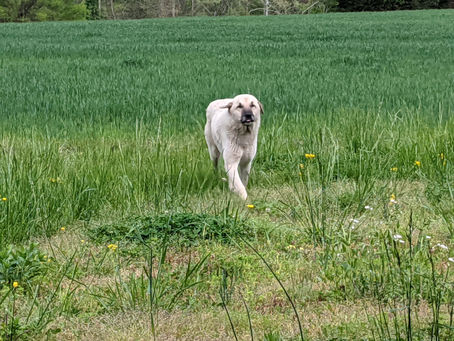 21 May 2022 – “Coming Home,” Farmstrong