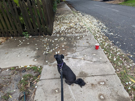 12 May 2025 – Calista “Air Dries”