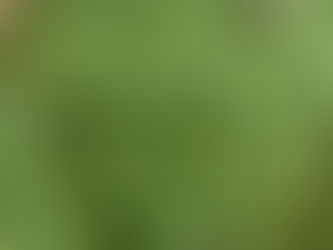 3 May 2025 – Tybee – Miksang – Green …