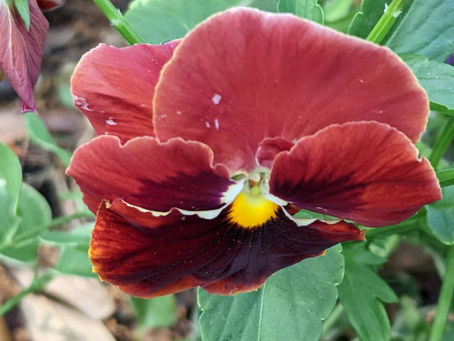 29 May 2025 – Tybee – Miksang – Color