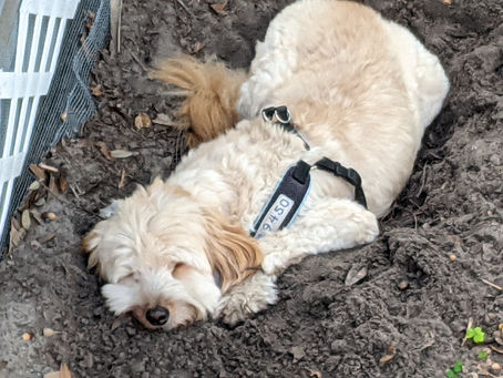 1 January 2021 – Louie Sleeps, Tybee Island, Ga.