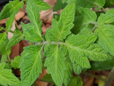 7 May 2025 – Tybee – Miksang – Color and form