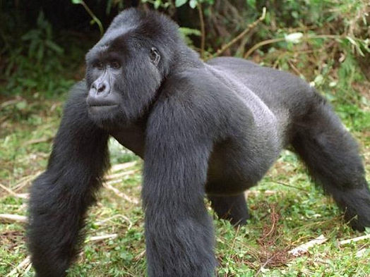 gorill kenya.jpg