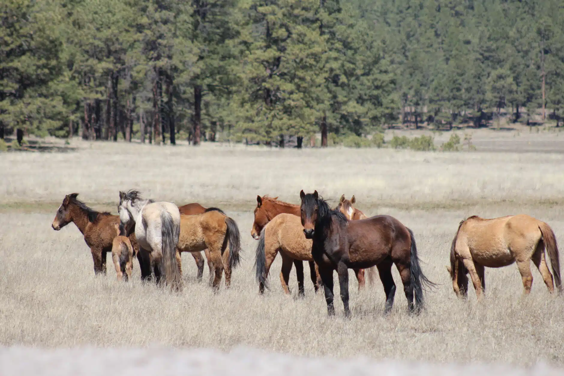 wild.horses.8-1880x1253.jpg.webp