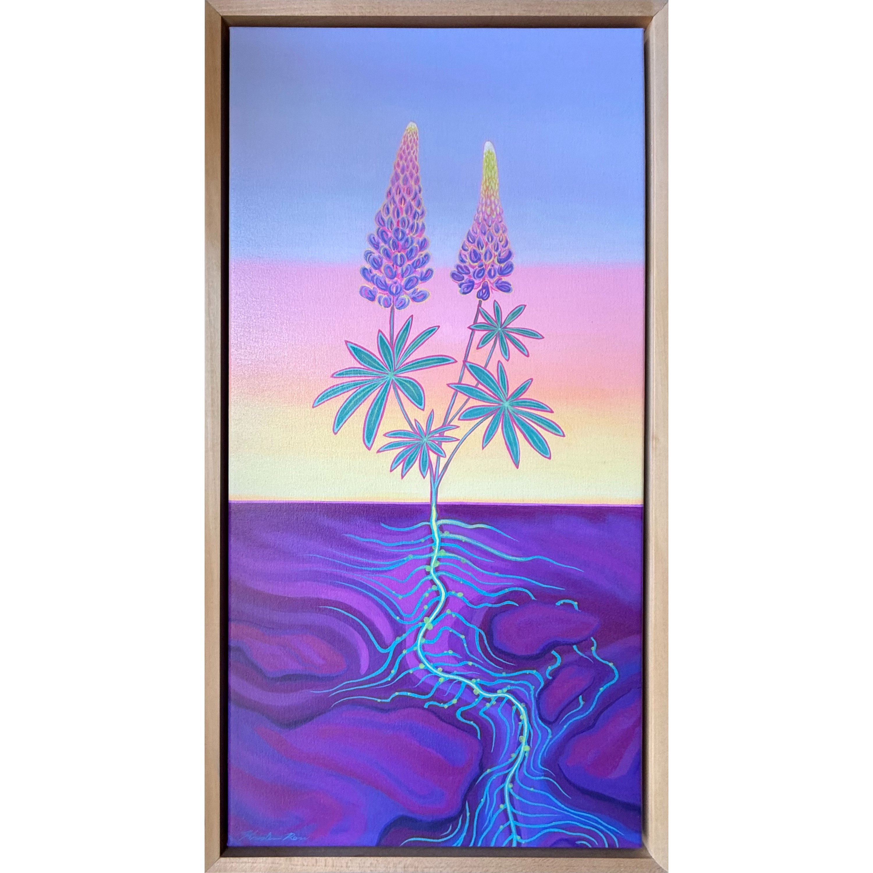 Lupine Framed Canvas Print