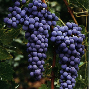 Cabernet Sauvignon