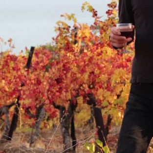 Sugestões de vinhos para o outono